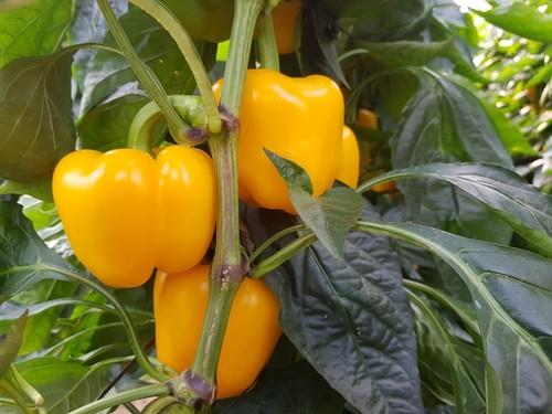 Los frutos de Kioto son de calibre G-GG.