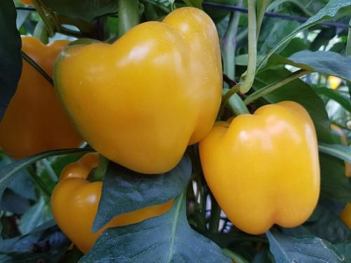 La variedad Kioto es para plantaciones medio-tempranas.