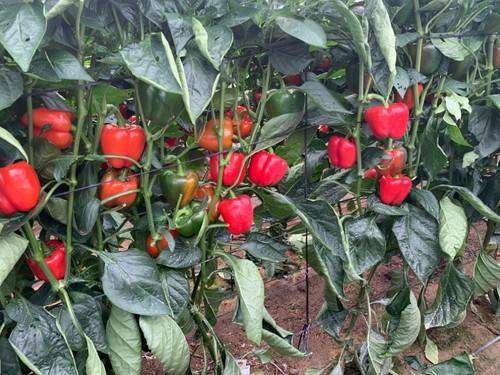 Cultivo de Sariñena F1