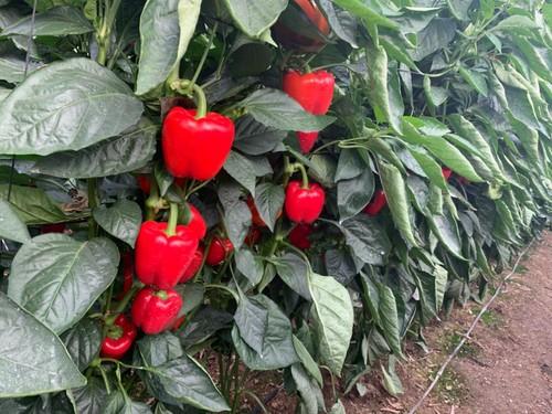 Cultivo de Mauricio F1.
