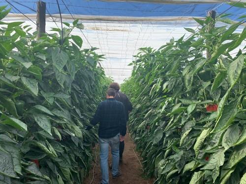 Agricultores viendo el cultivo de Mauricio F1.