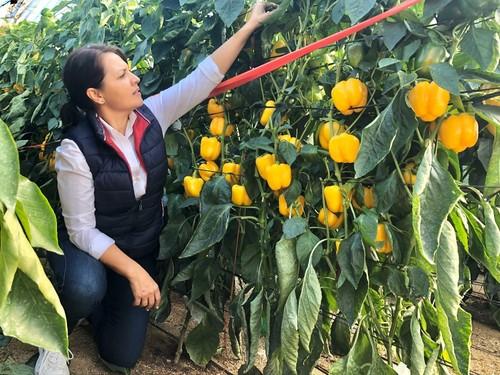 Gran producción con la variedad de pimiento amarillo de calibre G de Hazera España, Gerónimo.