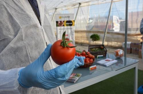 Pieza de Harrison, el tomate pera que protagonizó las jornadas este viernes.