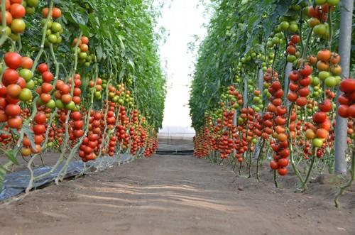 Cervantes es el tomate perfecto tanto para suelto como para rama.