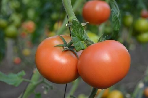 Celinda es una especialidad de HM.CLAUSE en tomate rosa.