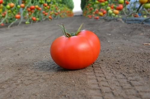 El fruto de Kabrera es firme y con gran conservación.