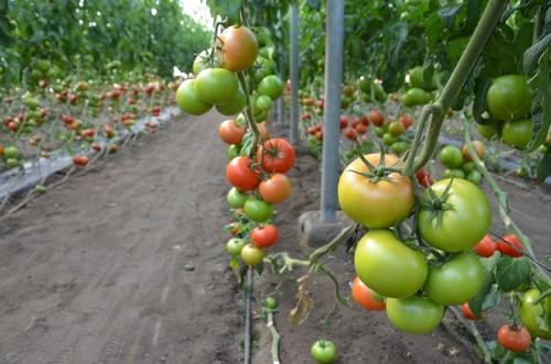 La variedad Arano.