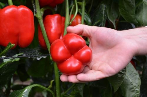 Arabesca RZ no marca la estrella