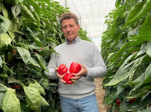 José Luis Ruipérez, especialista de pimiento de Rijk Zwaan, mostrando Arabesca RZ
