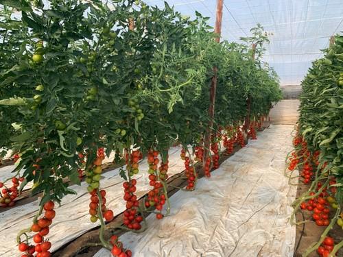 Variedad de tomate rama Romacero F1, de Ramiro Arnedo.
