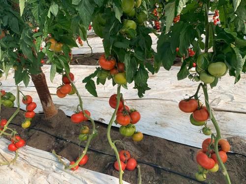 Variedad Trabuco F1.