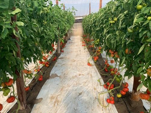 Variedad Trabuco F1.