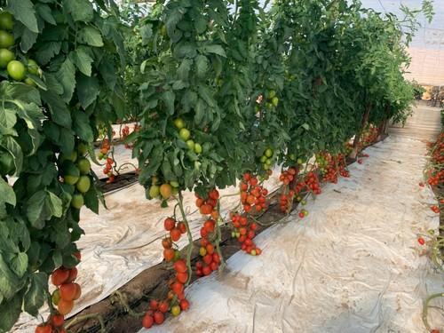 Variedad de Ramiro Arnedo Macizo F1.