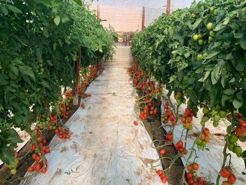 Tomate pera Macizo F1.