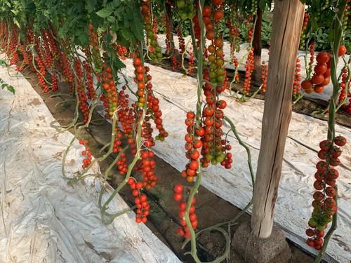 Variedad de cherry AR-351279.