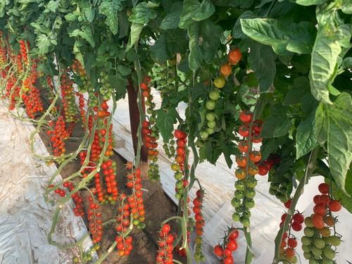 Tomate cherry Migliorito F1.
