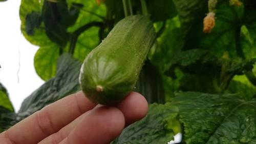 El buen cierre pistilar garantiza un fruto más sano y de calidad.