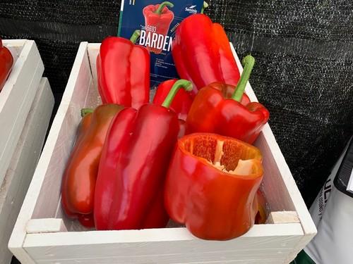Pimiento lamuyo Barden