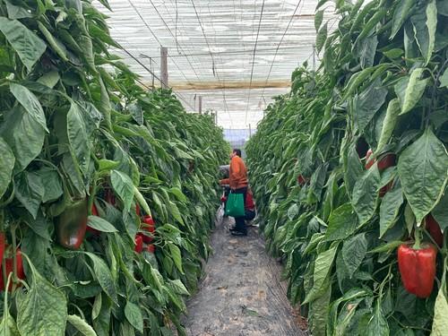 Agricultores observando el cultivo de Barden