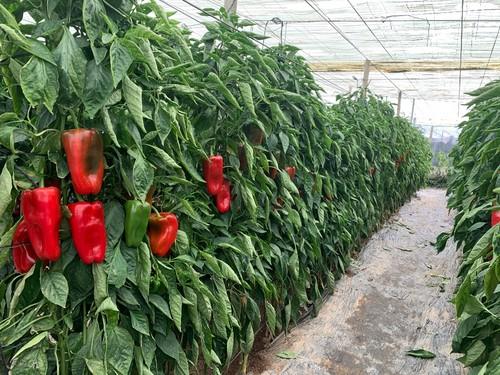 Cultivo de Barden