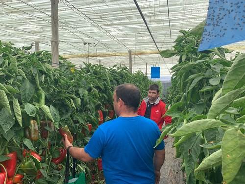 Paco Tomillero mostrando la novedad, Barden, a un agricultor especializado en el cultivo de lamuyo