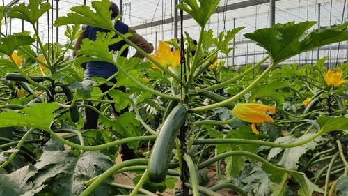 Icarus es una variedad de planta abierta y erecta.
