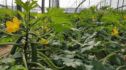 La planta de Icarus tiene una excelente calidad durante todo el ciclo.