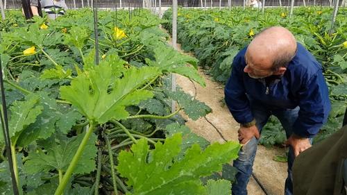Los agricultores observaron con detenimiento las características de la variedad.