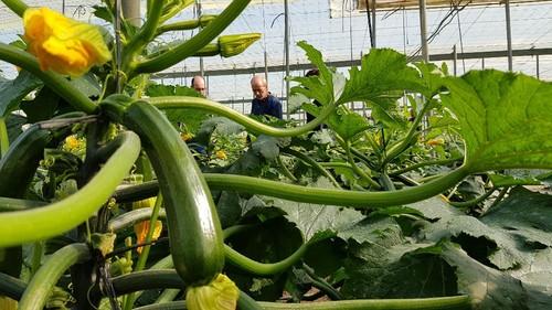 Icarus tiene una planta muy versátil de alta rusticidad que permite un ciclo largo.