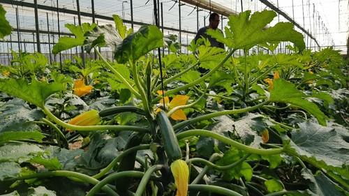 Logos tiene una planta de fácil manejo, estructura abierta, muy erecta y con buena sanidad.
