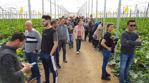 Visita a una finca de la variedad Logos de Syngenta.
