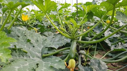 Logos es una variedad que se caracteriza por una alta producción y calidad de fruto durante todo el ciclo.