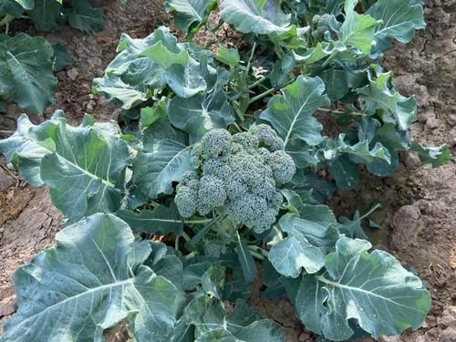 Una de las variedades de brócoli de Syngenta.