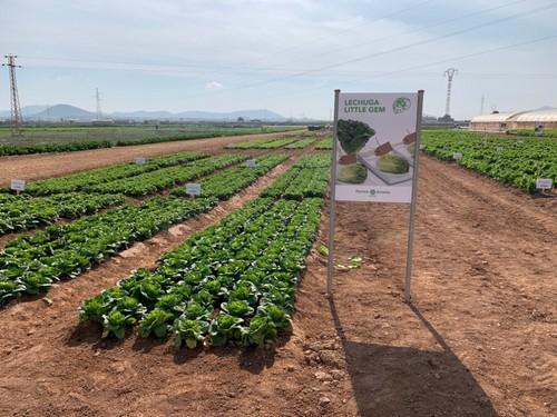 Cultivos de hoja en el centro de Ramiro Arnedo en La Aparecida, en el Campo de Cartagena.