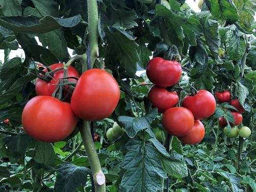 Uno de los puntos fuertes de esta variedad es su gran producción.