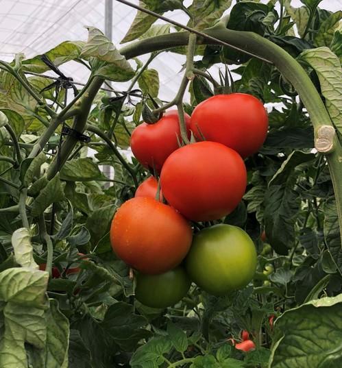 Amaris ofrece homogeneidad y calidad en el fruto.