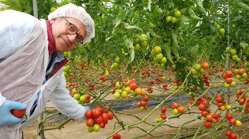 Boni SÁnchez, coordinador regional de ventas de HM.CLAUSE en Almería, junto a una planta de Harrison.