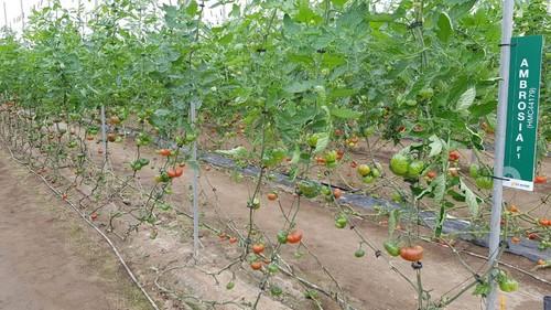 Ambrosía es otra de las novedades tipo marmande que se dan a conocer estos días.