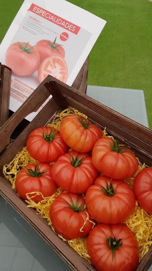 Celinda es el tomate rosa de CLAUSE con producción homogénea durante todo el ciclo.