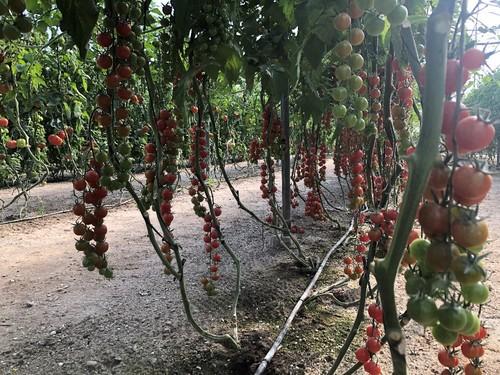 Koshima ofrece frutos firmes y de gran conservación.