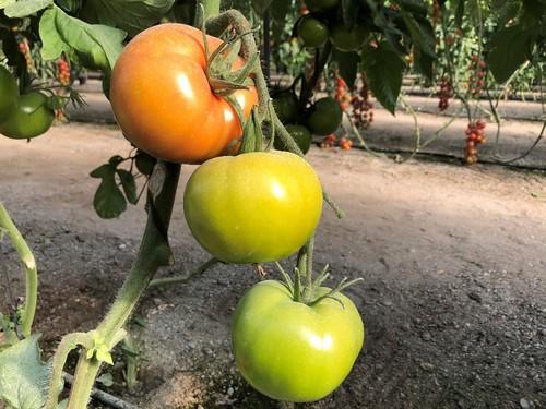 Saulos cuenta con una planta de entrenudo corto, porte abierto y vigor medio-alto.