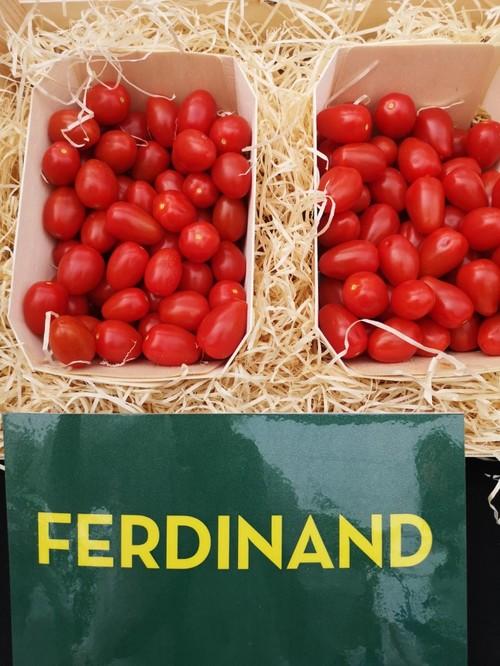 Ferdinan es una variedad de gran precocidad que alcanza un alto grado  brix en pocas horas.