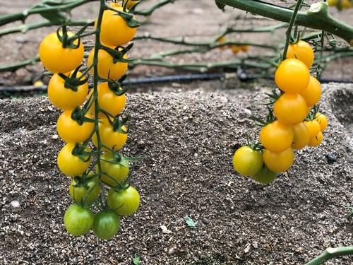 Variedad de cherry amarillo de Semillas Fitó.