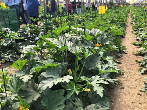 La variedad presenta una planta abierta de vigor medio y entrenudado corto.