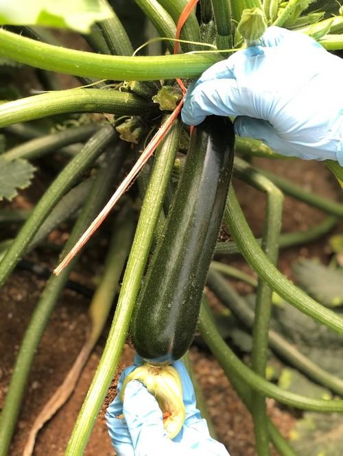 Mítica F1 destaca por su color verde oscuro, su gran brillo y la gran calidad de sus frutos.