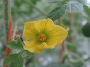 FLOR DE LA SANDÍA