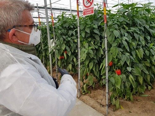 Bonifacio Sánchez, Coordinador Regional de Ventas en HM Clause Ibérica S.A