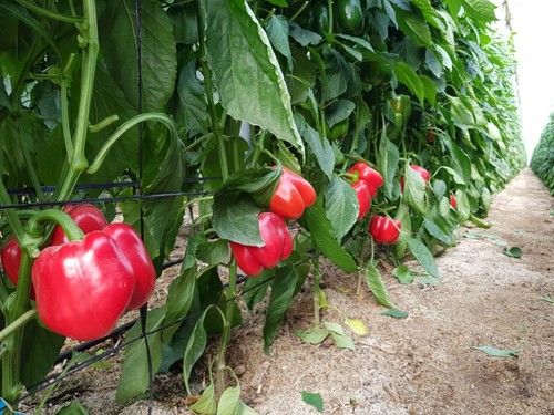 Katión fue la primera variedad de la gama IÓN.