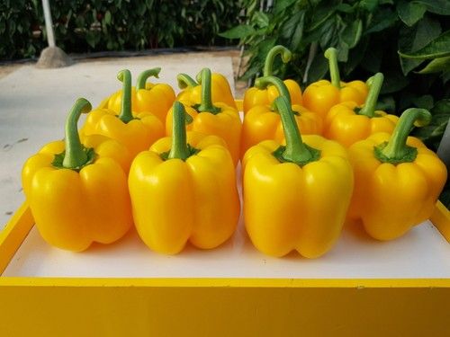 Deseo presenta un color amarillo muy llamativo.