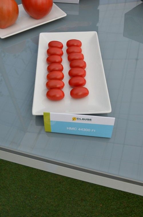 Nuevas incorporaciones en tomate cherry.